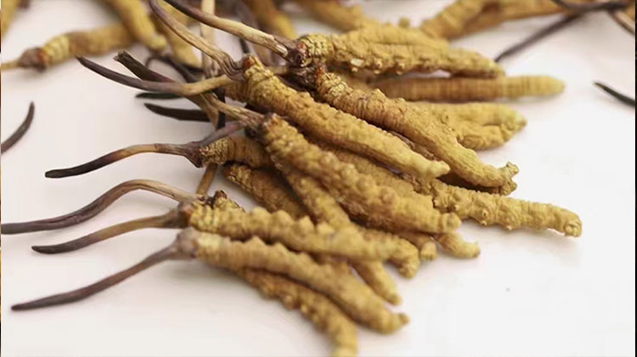 喝冬蟲(chóng)夏草水的多重作用:解鎖日常滋補(bǔ)新方式