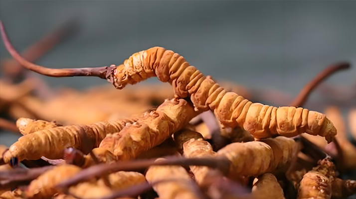 冬蟲(chóng)夏草泡酒全攻略：所需材料、選材標(biāo)準(zhǔn)與準(zhǔn)備指南