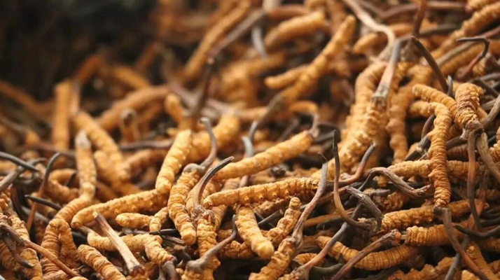 冬蟲夏草一條多少錢？單條價格的計算邏輯與實際范圍