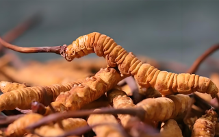 冬蟲(chóng)夏草泡酒全攻略：所需材料、選材標(biāo)準(zhǔn)與準(zhǔn)備指南