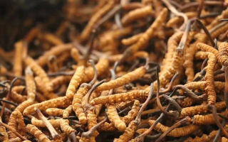 冬蟲夏草一條多少錢？單條價(jià)格的計(jì)算邏輯與實(shí)際范圍