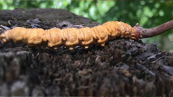 如何正確食用冬蟲夏草