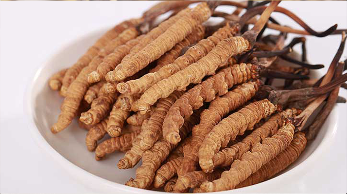 一只冬蟲(chóng)夏草能泡多少酒？