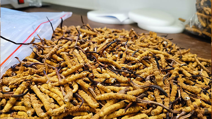 喝<a href=http://www.shjiuxinzc.com/yangsheng/ target=_blank class=infotextkey>冬蟲夏草的作用</a>與功效