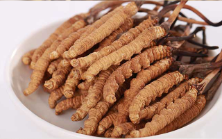 一只冬蟲(chóng)夏草能泡多少酒？