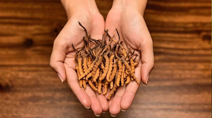 正宗新鮮<a href=http://www.shjiuxinzc.com/jiage/ target=_blank class=infotextkey>冬蟲夏草價格</a>解析