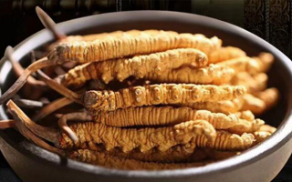 最新鮮的冬蟲(chóng)夏草：產(chǎn)地、采挖與保存之辨