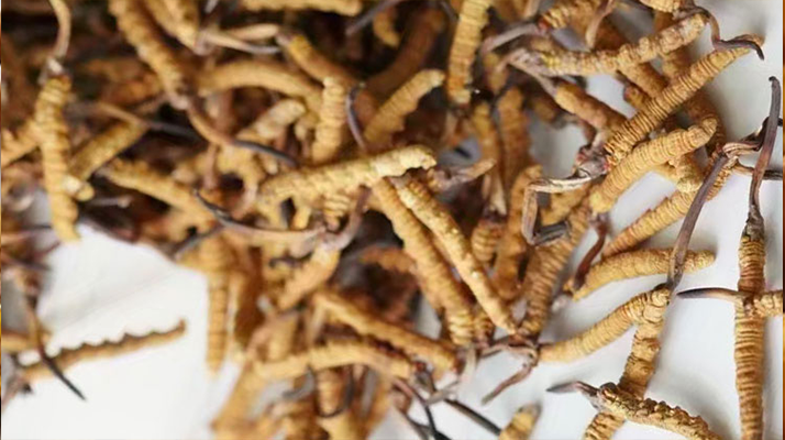 冬蟲夏草一斤多少元一根？多因素交織下的價格探秘