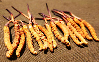 抖音上的冬蟲夏草能買嗎？謹(jǐn)慎抉擇，理性消費