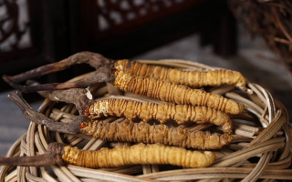 冬蟲夏草煲湯怎么煲好喝？營養(yǎng)與口感雙優(yōu)的實用指南