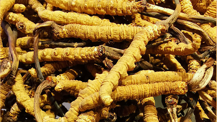 紫河車與冬蟲夏草的區(qū)別：來源、功效及適用場景解析