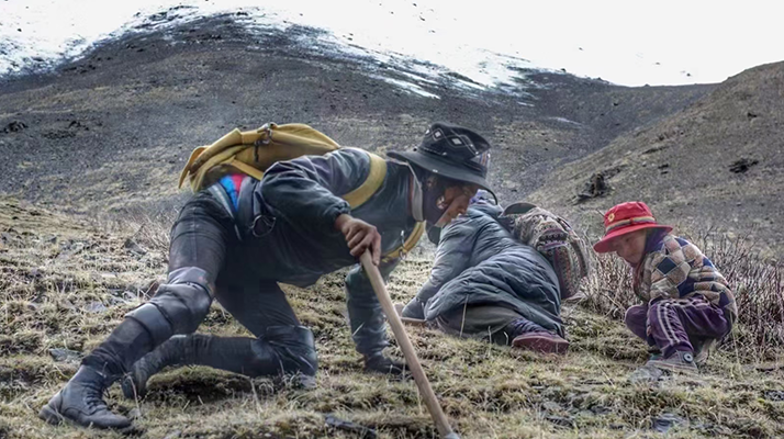 野生冬蟲夏草產(chǎn)地在哪里？核心產(chǎn)區(qū)與品質(zhì)特點解析