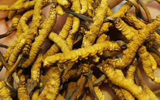 煮冬蟲夏草水能否泡茶？正確飲用方式與誤區(qū)解析