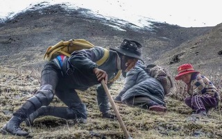野生冬蟲夏草產(chǎn)地在哪里？核心產(chǎn)區(qū)與品質(zhì)特點解析