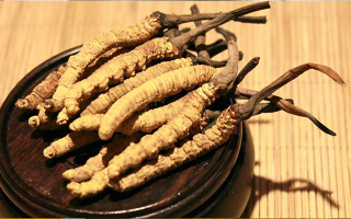 剛挖采的冬蟲夏草怎么辦？科學(xué)處理與儲存指南