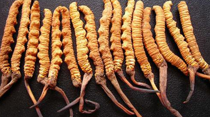 冬蟲夏草真假難辨？從味道入手，掌握實(shí)用鑒別法