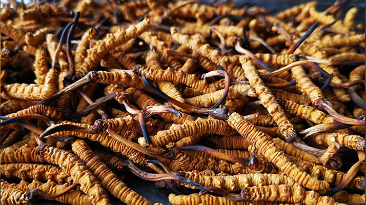 一根冬蟲夏草大概多少錢？價格背后的秘密