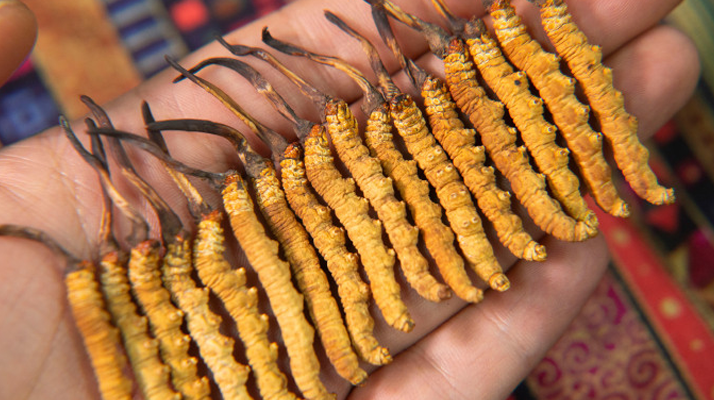 冬蟲夏草泡茶喝，這些功效你該知道