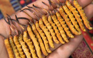 冬蟲夏草泡茶喝，這些功效你該知道