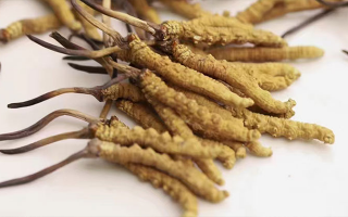 冬蟲(chóng)夏草的正確儲(chǔ)存方式，守護(hù)珍貴滋補(bǔ)品的價(jià)值