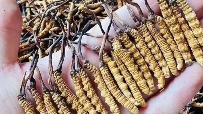 冬蟲夏草采收時(shí)間詳解：把握黃金期，守護(hù)珍稀資源