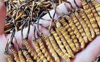 冬蟲夏草采收時(shí)間詳解：把握黃金期，守護(hù)珍稀資源