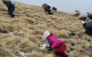 冬蟲夏草采挖看月份！4-7月各產(chǎn)區(qū)差異大，5-6月是“黃金窗口”
