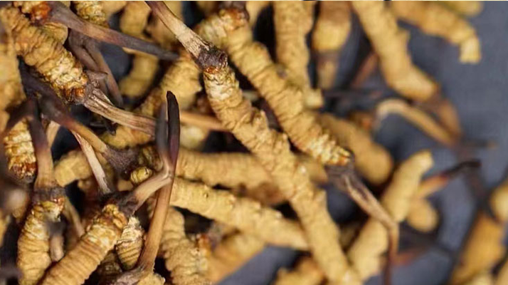 一茶杯水泡幾根冬蟲夏草？這份沖泡指南請收好