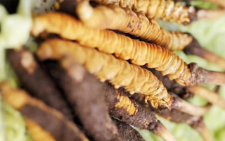 鮮冬蟲(chóng)夏草泡酒能喝嗎？掌握這些要點(diǎn)安全又滋補(bǔ)