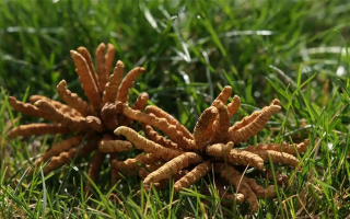 冬蟲夏草值那么多錢嗎？拆解價(jià)值與價(jià)格的真相