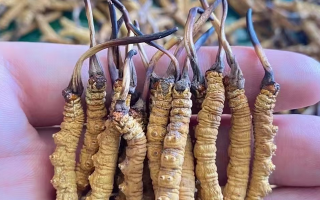 冬蟲夏草可以自行采摘嗎？政策、風險與建議全解析