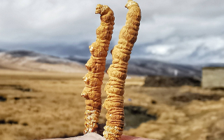 一根冬蟲夏草多少錢？2025 年價(jià)格拆解與選購指南