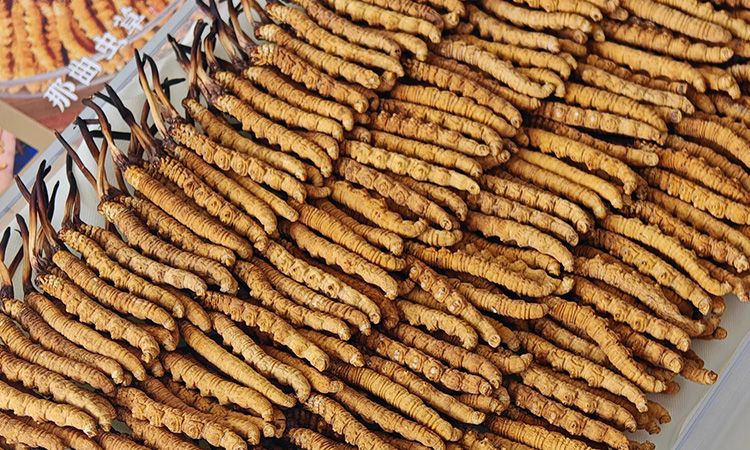 斷的冬蟲(chóng)夏草：效果是否打折？科學(xué)解讀與實(shí)用建議