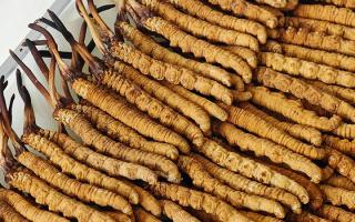 冬蟲夏草藥材成分解析：活性物質(zhì)與營養(yǎng)構(gòu)成的全面解讀