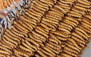 斷的冬蟲夏草：效果是否打折？科學(xué)解讀與實(shí)用建議