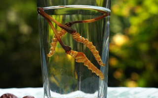 鎖陽冬蟲夏草泡酒：配伍原理、制作方法與飲用規(guī)范