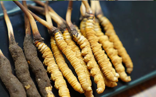 鮮冬蟲(chóng)夏草泡酒：適宜酒品、搭配方案與飲用指南