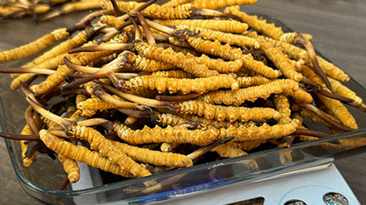 新鮮冬蟲夏草一次吃幾根？科學(xué)用量指南來了?