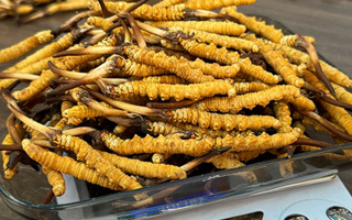 新鮮冬蟲(chóng)夏草一次吃幾根？科學(xué)用量指南來(lái)了?