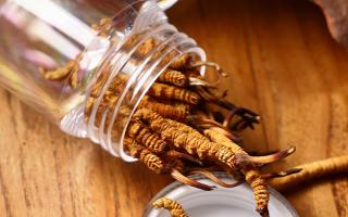 冬蟲夏草多少錢一條？2025 年單條價(jià)格換算與選購攻略