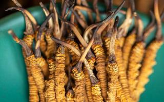 冬蟲夏草有什么作用？這些食用方法要知道