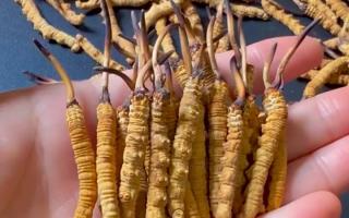 真假冬蟲夏草怎么辨別？5 個實用方法 + 避坑指南