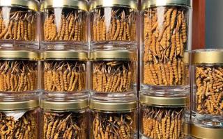 正宗冬蟲夏草能 “治” 哪些病？科學(xué)認(rèn)知其輔助調(diào)理作用