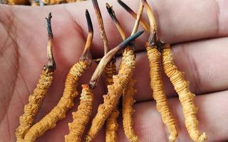 冬蟲夏草頭期凍干蟲草：解鎖滋補新方式，這些優(yōu)勢你該知道