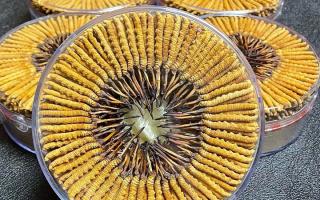 冬蟲夏草一斤價(jià)格多少？2025 年行情揭秘，差價(jià)竟達(dá)數(shù)十倍