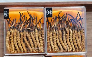 冬蟲夏草現(xiàn)在多少錢一克？2025 年克價(jià)揭秘，差價(jià)達(dá) 5 倍