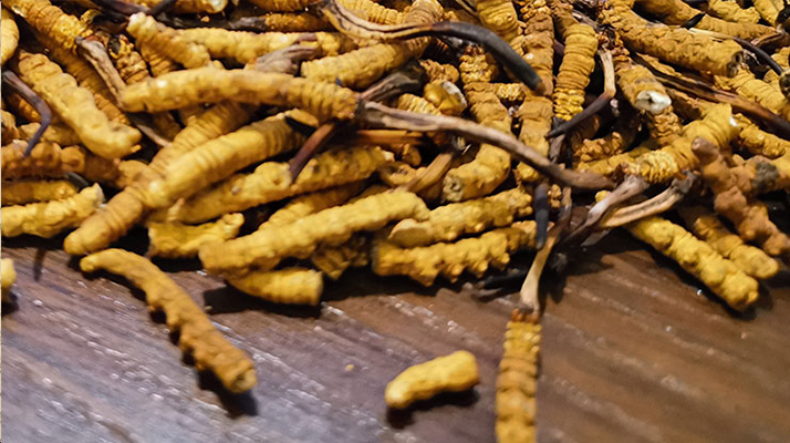 2025 年干<a href=http://www.shjiuxinzc.com/jiage/ target=_blank class=infotextkey>冬蟲夏草價(jià)格</a>指南