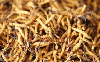 四級(jí)冬蟲夏草一克多少根？根數(shù)背后的等級(jí)與價(jià)值邏輯