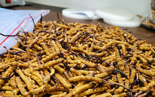 野生冬蟲夏草鑒別指南：從外觀到質地的全面區(qū)分方法?