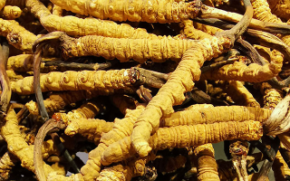 石斛與冬蟲夏草哪個(gè)好？從功效到適用場景的全面對(duì)比